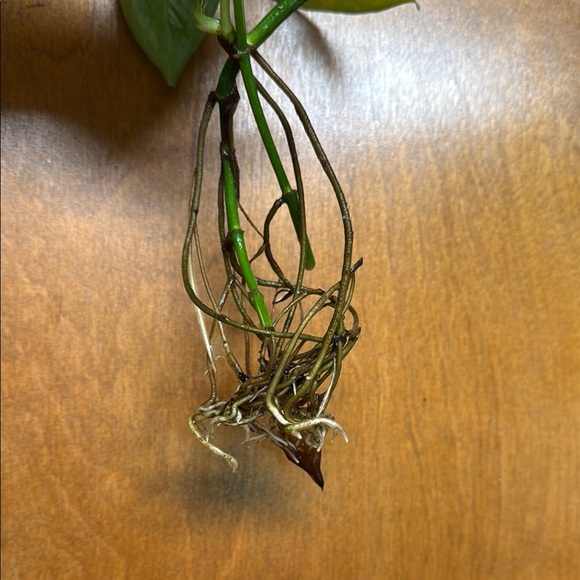 Pothos green and healthy Set of 2 long strands. Ready to plant-rooted - Picture 6 of 8
